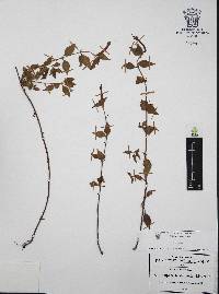 Cuphea bustamanta image