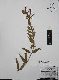 Cuphea llavea image