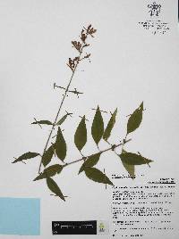 Cuphea hookeriana image