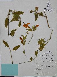 Ruellia mcvaughii image