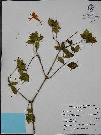 Ruellia mcvaughii image