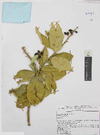 Citrus maxima image