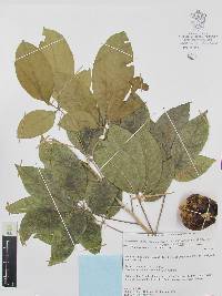 Casimiroa edulis image