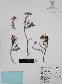 Sedum guadalajaranum image