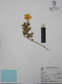 Ruellia pilosa image