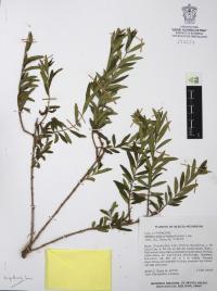 Heimia salicifolia image