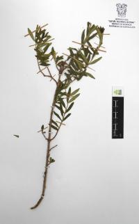 Heimia salicifolia image