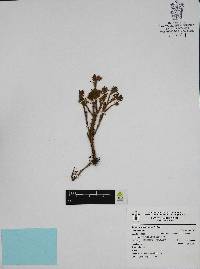 Sedum guadalajaranum image