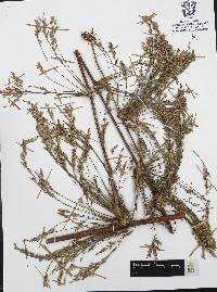 Chusquea circinata image