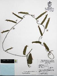 Cocculus diversifolius image