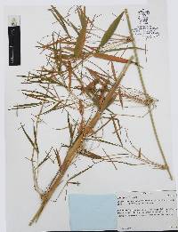 Chusquea circinata image