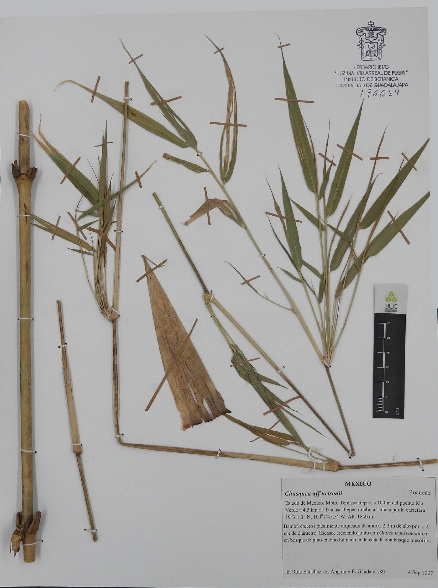 Chusquea nelsonii image