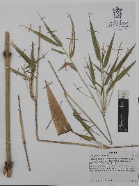 Chusquea nelsonii image