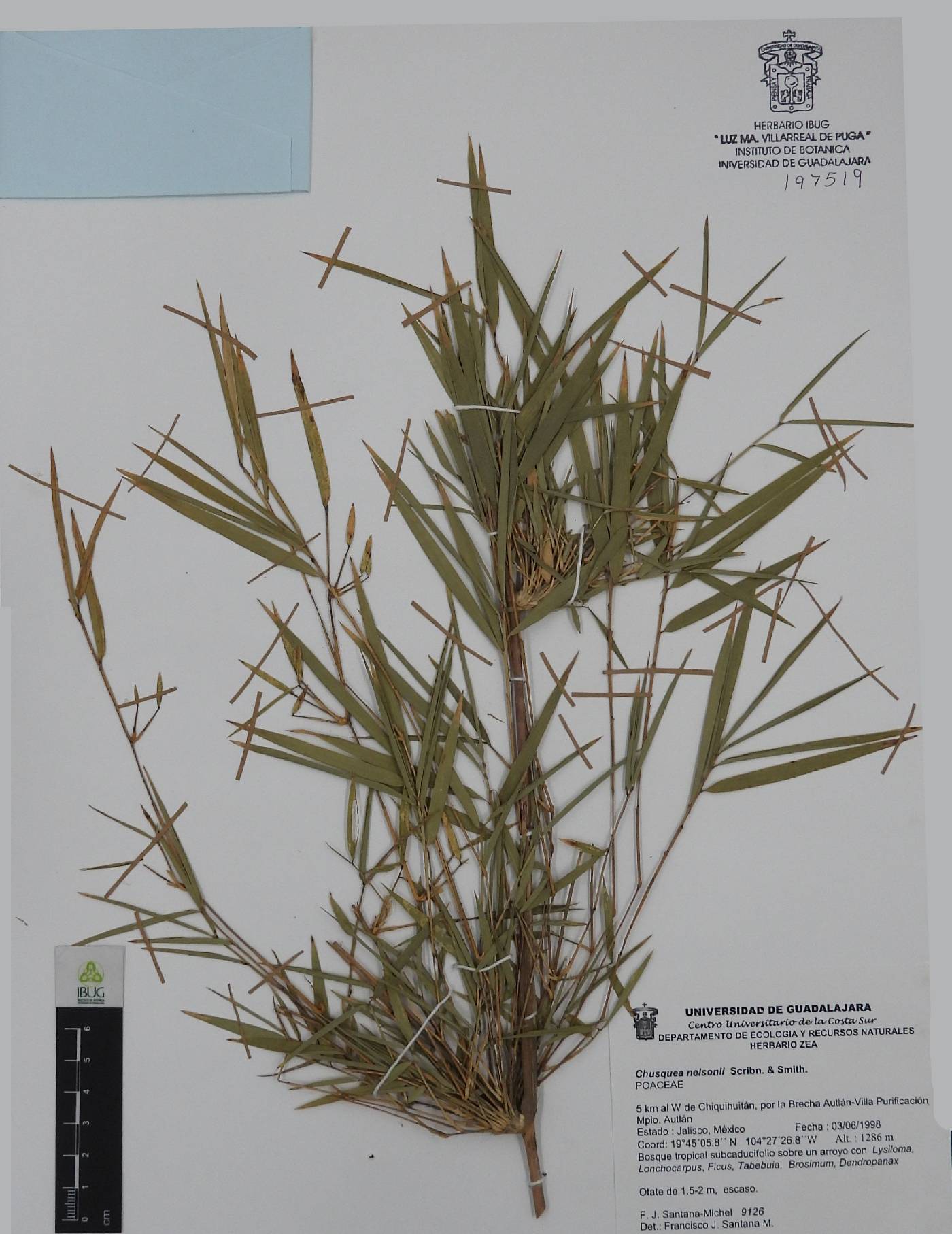 Chusquea nelsonii image