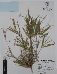 Chusquea nelsonii image