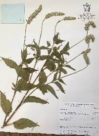 Salvia hispanica image
