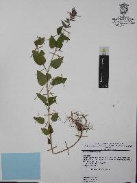 Cuphea wrightii image