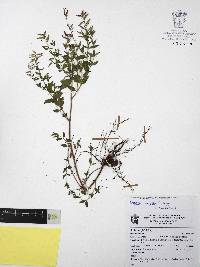 Cuphea wrightii image
