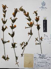 Ruellia pilosa image