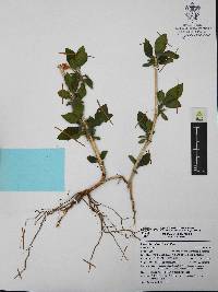 Ruellia pilosa image