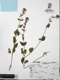 Cuphea wrightii image