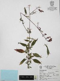 Cuphea hookeriana image