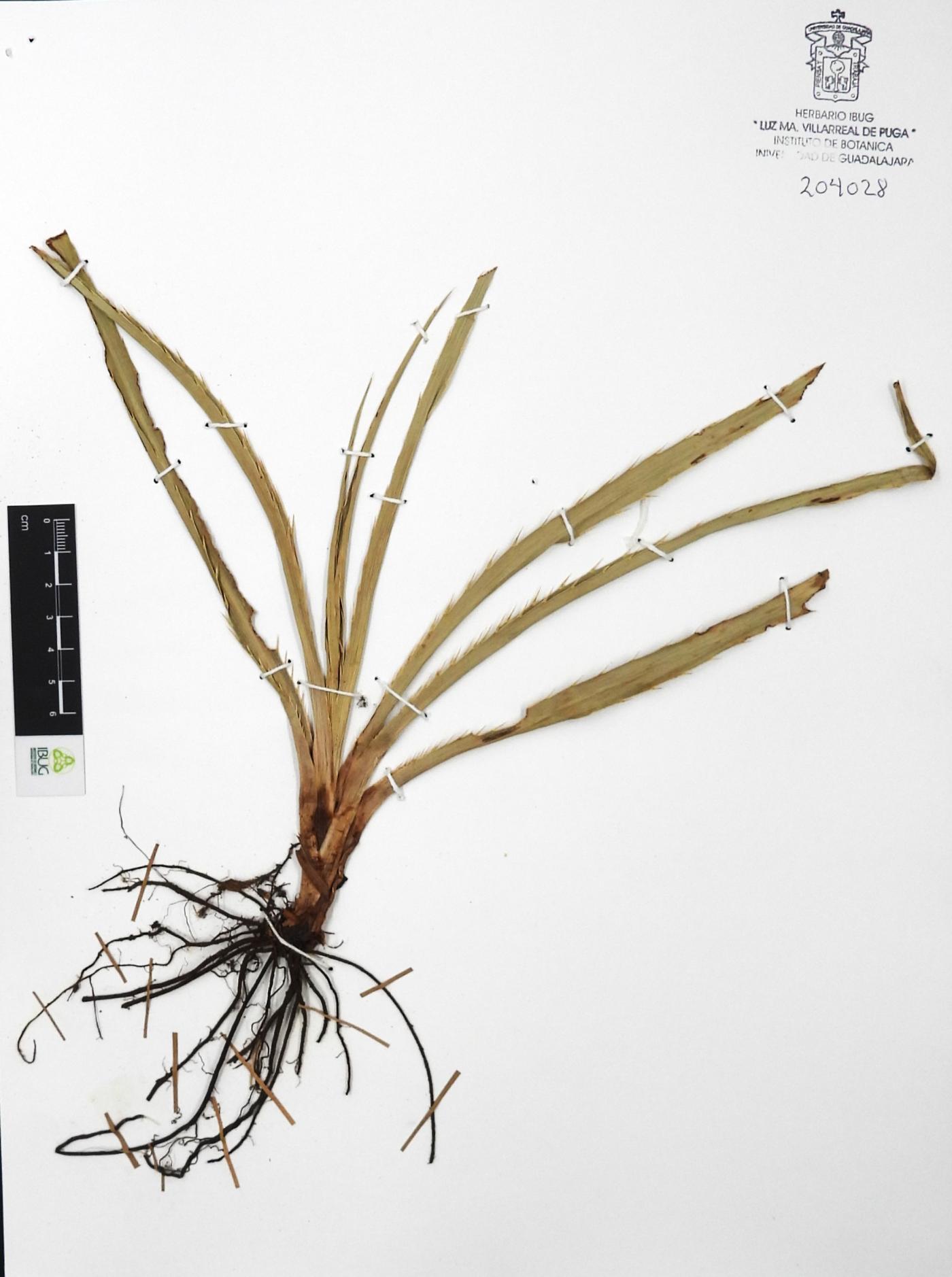 Eryngium alternatum image