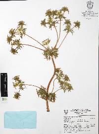 Eryngium beecheyanum image