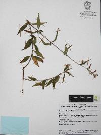 Cuphea hookeriana image