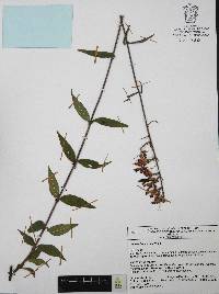 Cuphea hookeriana image