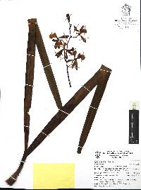 Encyclia alata image
