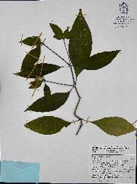 Ruellia mcvaughii image
