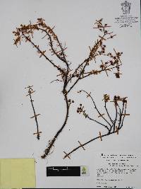 Sedum guadalajaranum image