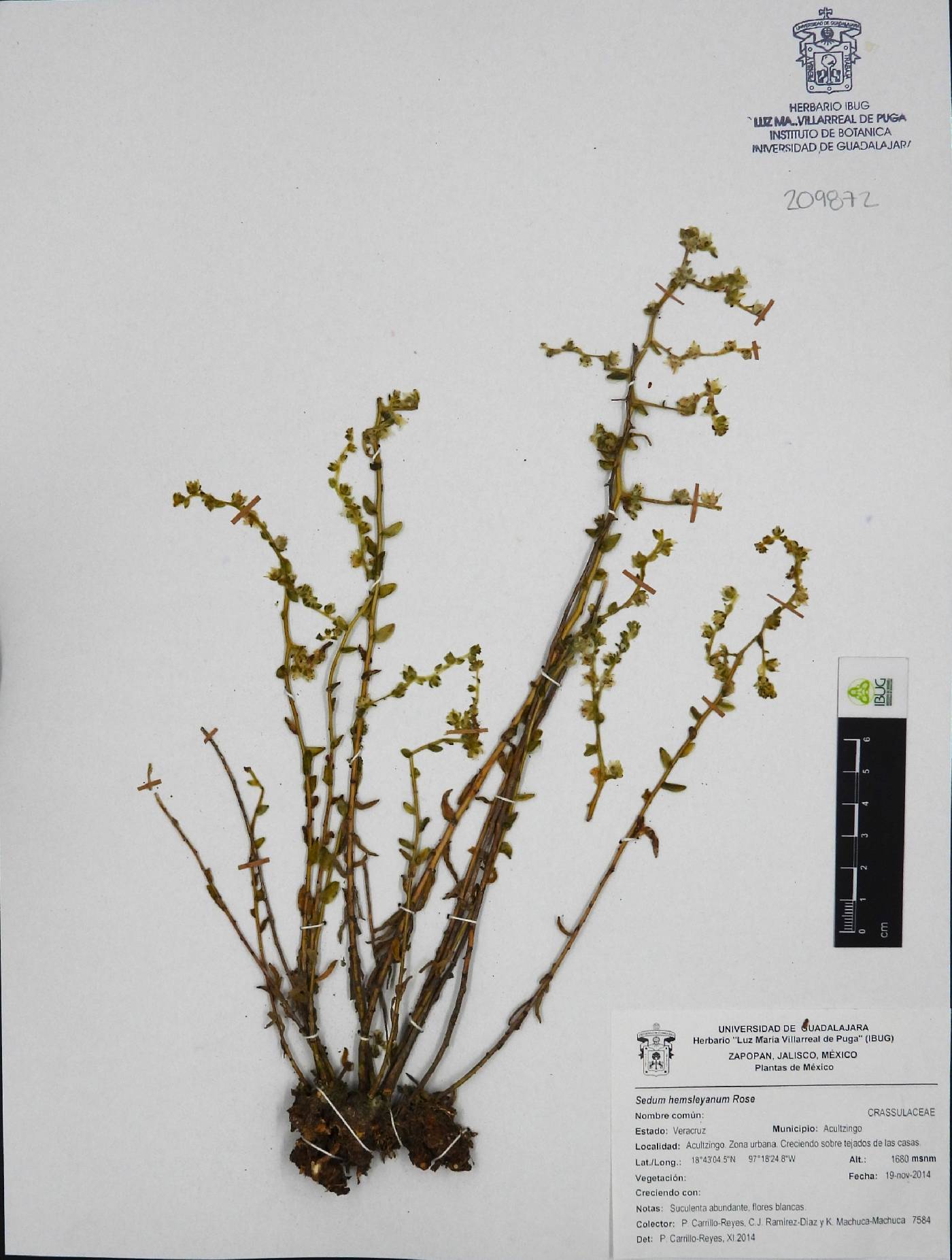 Sedum hemsleanum image