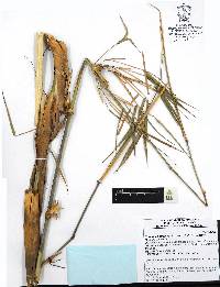 Chusquea circinata image