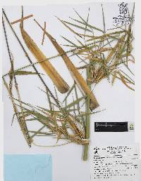 Chusquea circinata image