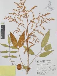 Decatropis bicolor image