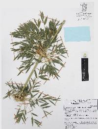 Chusquea circinata image