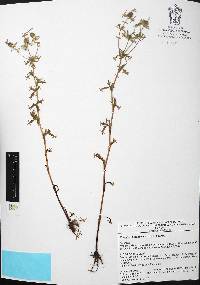 Eryngium beecheyanum image