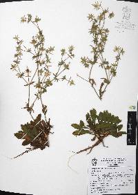 Eryngium beecheyanum image