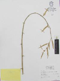 Guadua angustifolia image