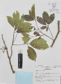 Casimiroa edulis image