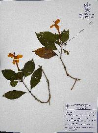 Ruellia mcvaughii image