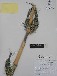 Chusquea longifolia image