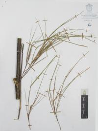 Otatea acuminata image