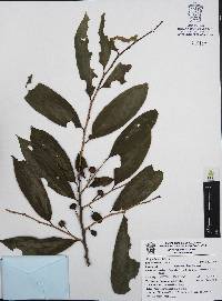 Margaritaria nobilis image