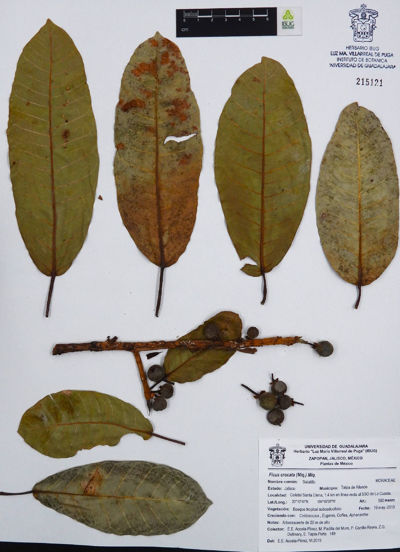 Ficus crocata image