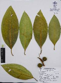 Ficus insipida image