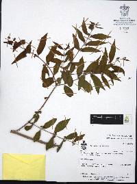 Adenaria floribunda image