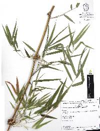 Chusquea circinata image
